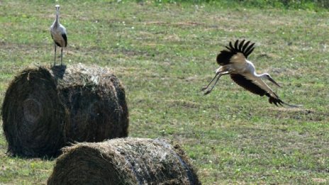 Над 114 хил. фермери заявиха директни субсидии в Кампания 2017