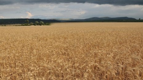 Земеделците прибраха 5,3 млн. тона пшеница при 99% ожънати площи