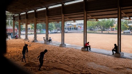 Най-сухият август от век насам може да принуди Индия да затегне износа на култури