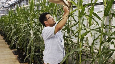 Печалбата на Monsanto се свива с 25% заради поевтиняващите земеделски суровини