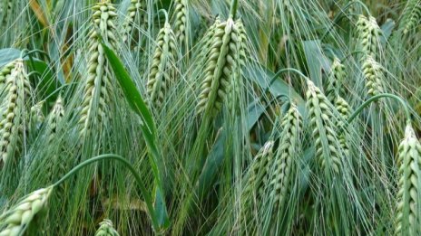 Земеделската земя е поскъпнала със 7% през 2015 г.