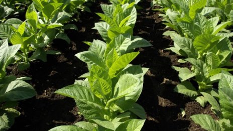 Започва вписването в Регистъра на тютюнопроизводителите