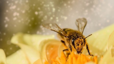 По пчеларската програма стопаните ще бъдат финансирани с 6,4 млн. лв. годишно