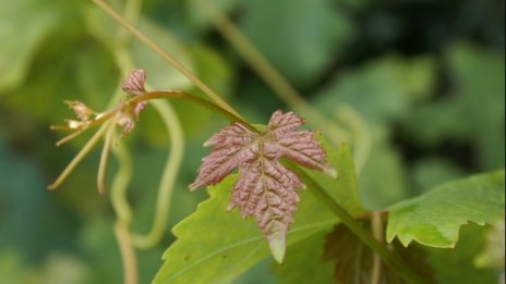 В големите градове расте консумацията на вино от среден и висок клас
