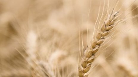 Световният пазар на пшеница се изправя пред момента на истината