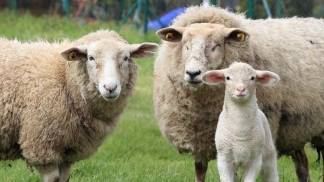 Преброяване трябва да сложи край на субсидиите за виртуалните овце 