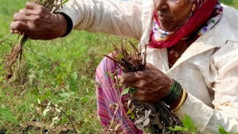 Азия може да избегне хранителна криза с инвестиции за 800 млрд. долара