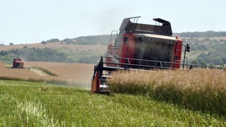 Площите с рапица в България достигнаха близо 200 хил. хектара