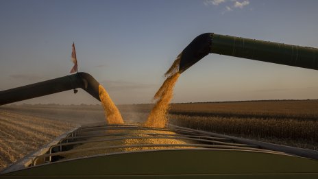 Добрата зърнена реколта в САЩ е лоша новина за фермерите