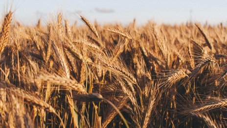 Земеделският министър не очаква скок на цената на хляба предвид реколтата