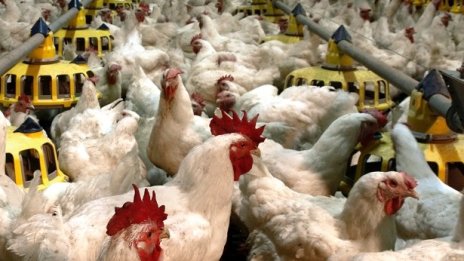 "Градус" увеличи с 9% продажбите на вътрешния пазар