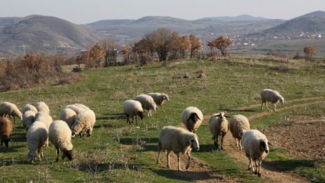 МС одобри помощта за животновъдите и картофопроизводителите