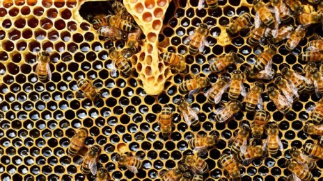 Заявления за 6 млн. лв. са подадени по пчеларската програма за 2020 г.