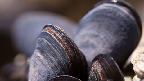 Учени тестват изкуствени рифове за пречистване на морски води