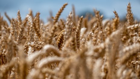 Цените на зърнените стоки по световните борси се раздвижиха в края на август 