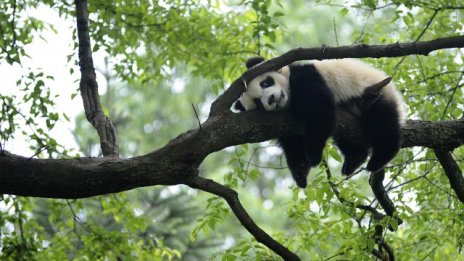 Пандата - китайското външнотърговско оръжие