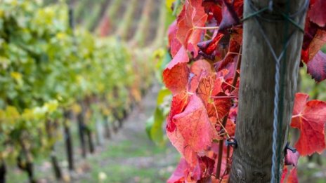 С кои тенденции се съобразяват производителите на вино?