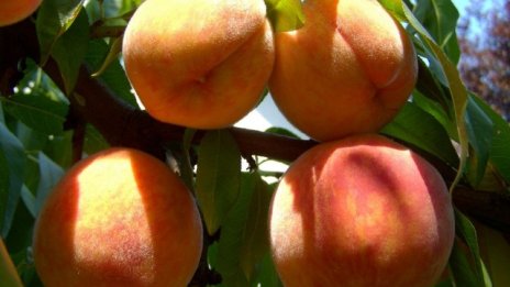 К. Петров: Сдруженията на фермери отварят достъпа към пазари на други държави