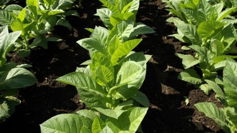 Близо 80 на сто е изкупеният тютюн от реколта 2016 у нас в края на декември