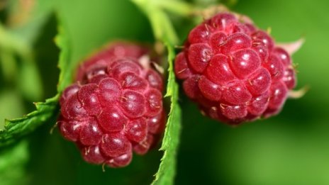 България е трета в Европа по производство на малини