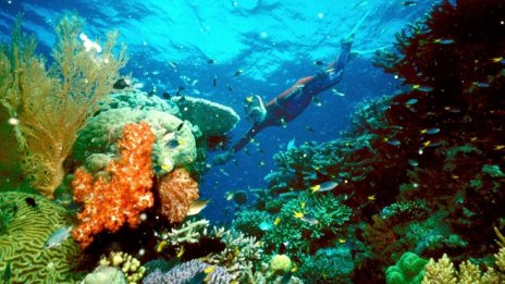 Учени потвърдиха най-голямото измиране на корали в Големия бариерен риф