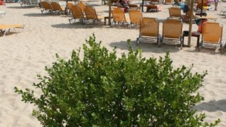 За туризма в Гърция криза няма