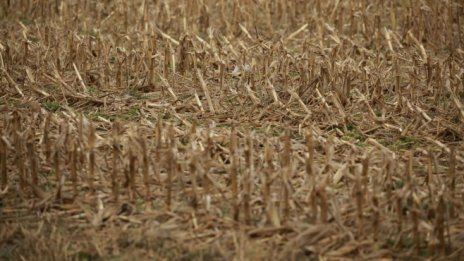 Украйна се опасява от срив на зърнената си реколта