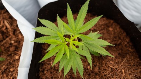 Акциите на германската компания за канабис Cantourage скочиха с над 130% в първия си ден на търговия