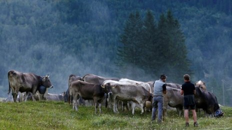 Свръхпроизводството на мляко в Германия намали броя на кравите и фермите