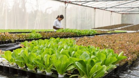 България ще изгражда оранжерии в Монголия