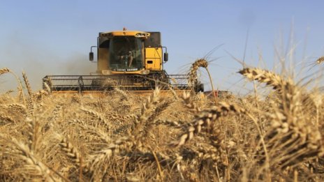 Богата реколта срина цените на житото и нивите