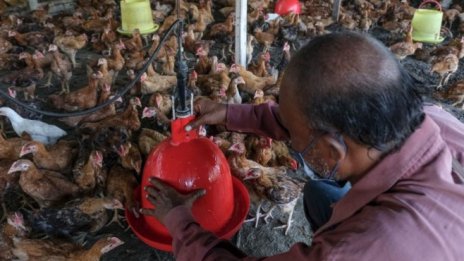 Малайзия забранява износа на пилешко месо от 1 юни