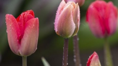 Митове и факти зад един от най-известните финансови балони в историята