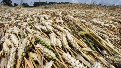 Около 60 хил. декара са изцяло пропадналите площи със зърно