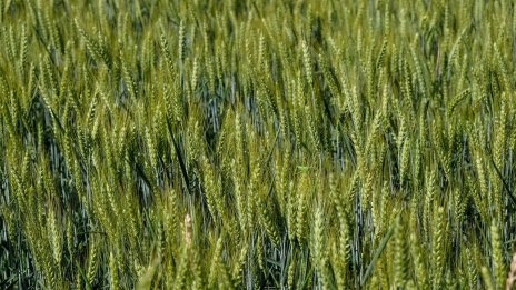 ЕС понижи прогнозите за реколтата, за България очакванията са добри