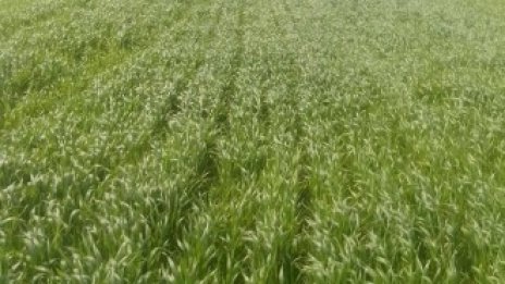 Пожарите като начин за нелоялна битка между фермерите