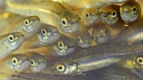 Малките риби изместват биткойн китовете през 2022 г.