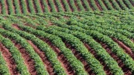 ДФЗ започва прием на проекти по подмярка за развитие на малки стопанства