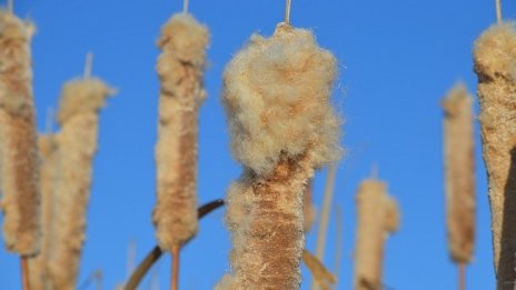 Учени от България и Германия изследват използването на папур за топлоизолация