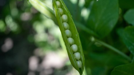 Български производител на грахови концентрати е сред най-големите в Европа