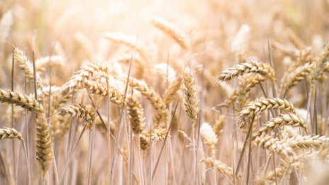 Световното производство на зърнени култури тази година ще се запази почти без промяна