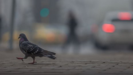 Нено Димов: Рискът от загуба на средства по програма "Околна среда" е преодолян