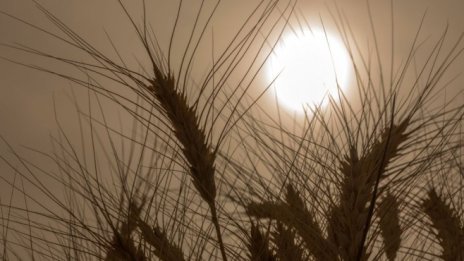 Г-7 ще търси решение на "войната за пшеницата"