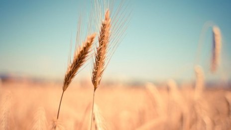 ЕК предоставя нови възможности за износа на украинско зърно