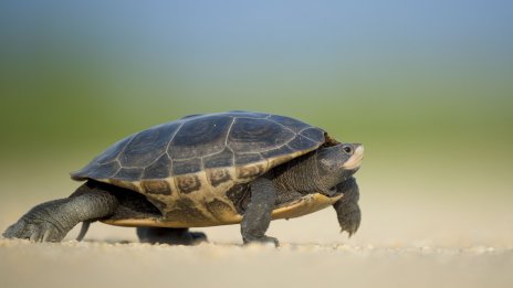 Губи ли импулс преходът към електрическа мобилност?