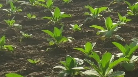 Производители подозират картел при изкупуването на тютюн у нас