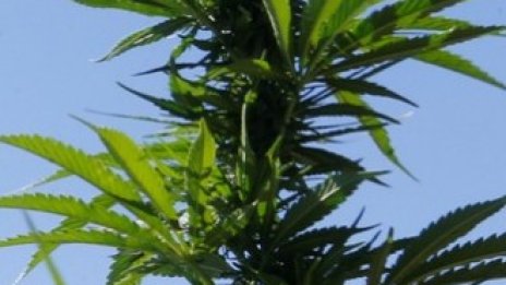 Coca-Cola поглежда към пазара на канабис