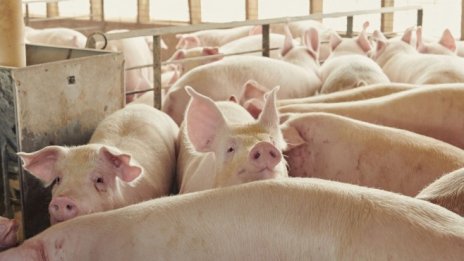 Износът към Китай подкрепя производителите на свинско месо в ЕС