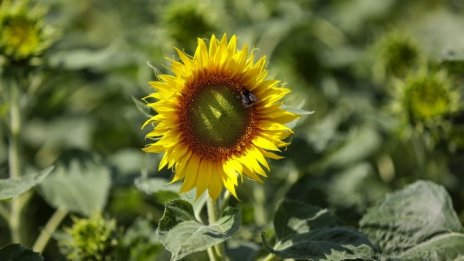 Вносът на пчелен мед у нас се свива сериозно през 2020 г.