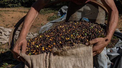 През следващите години кафето от Бразилия може да има по-различен вкус